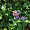 Semínka lilku Solanum trilobatum Purple Pea Eggplant 5 ks Popínavý keř s fialovými hvězdicovitými květy Na pěstování i do sbírky 2