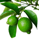 Semínka limetka pravá Citrus aurantifolia 50 ks Key Lime tropický citrus pro vlastní pěstování ze semínek do bytu i terasy 2