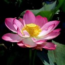 Semínka lotosu indického Nelumbo nucifera Pink 10 ks Vodní rostlina s velkými růžovými květy Do zahradního jezírka i nádob s vodou 3