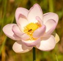 Semínka lotosu indického Nelumbo nucifera Pink 5 ks Vodní rostlina s velkými růžovými květy Do zahradního jezírka i nádob s vodou 2