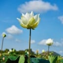 Semínka lotosu indického Nelumbo nucifera White 5 ks Vodní rostlina s velkými bílými květy Do zahradního jezírka i nádob s vodou 2