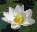 Semínka lotosu indického Nelumbo nucifera White 5 ks Vodní rostlina s velkými bílými květy Do zahradního jezírka i nádob s vodou 3
