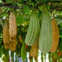 Semínka lufy válcovité Luffa cylindrica 10 ks Válcovité zelené plody na přírodní houbu Popínavá rostlina Na pergoly opory i skleník 3