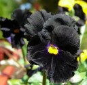 Semínka macešky Viola x Wittrockiana Clear Crystals Black 400 ks Letnička s černými květy Na záhon i do truhlíku a na balkon 2
