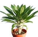Semínka madagaskarské palmy Pachypodium lamerei 50 ks Sukulent s trnitým kmenem a bílými květy Do květináče i sbírky sukulentů 2