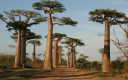 Semínka madagaskarského baobabu Adansonia grandidieri, 3 ks, exotický strom s válcovitým kmenem, sběratelské pěstování a bonsaj 2