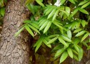 Semínka mahagonu Swietenia macrophylla 10 ks tropický okrasný strom pro pěstování bonsají a exotických rostlin doma i ve skleníku 2