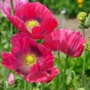 Semínka máku setého Papaver somniferum Hens and Chicks 550 ks Okrasná odrůda s neobvyklými makovicemi Na záhon i do suché vazby 2