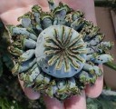 Semínka máku setého Papaver somniferum Hens and Chicks 550 ks Okrasná odrůda s neobvyklými makovicemi Na záhon i do suché vazby 3