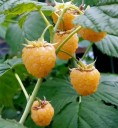 Semínka maliníku Rubus ellipticus 100 ks Ovocný keř se žlutými sladkými jedlými malinami Na zahradu i do skleníku a truhlíku 1