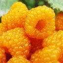 Semínka maliníku Rubus ellipticus 100 ks Ovocný keř se žlutými sladkými jedlými malinami Na zahradu i do skleníku a truhlíku 2