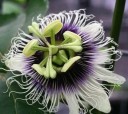 Semínka maracuji Passiflora edulis gulupa 10 ks Popínavá liána s jedlými aromatickými plody a bílými květy Do skleníku i na opěru 2