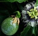 Semínka maracuji Passiflora edulis gulupa 30 ks Popínavá liána s jedlými aromatickými plody a bílými květy Do skleníku i na opěru 1