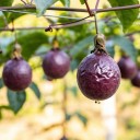 Semínka maracuji Passiflora edulis Red Flamenco 5 ks Popínavá liána s jedlými plody sladkokyselé chuti Do skleníku i na opěru 2