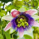 Semínka maracuji žluté Passiflora edulis flavicarpa 1000 ks Popínavá liána s jedlými žlutými plody a bílými květy Do skleníku i na opěru 2