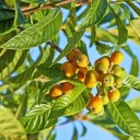 Semínka maruly Sclerocarya birrea caffra 5 ks Ovocný strom se žlutými jedlými plody Na pěstování i do skleníku a na bonsaj 3
