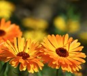Semínka měsíčku lékařského Calendula officinalis 150 ks oblíbená jednoletá bylina s oranžovými květy pro výsev na zahradu i do nádob 2