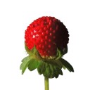 Semínka mochny Potentilla indica 1000 ks Půdopokryvná trvalka s červenými jahodovitými plody Na záhon i do skleníku a květináče 1