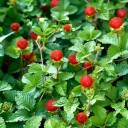 Semínka mochny Potentilla indica 1000 ks Půdopokryvná trvalka s červenými jahodovitými plody Na záhon i do skleníku a květináče 2