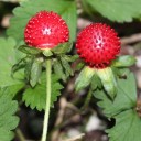 Semínka mochny Potentilla indica 500 ks Půdopokryvná trvalka s červenými jahodovitými plody Na záhon i do skleníku a květináče 3
