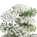 Semínka moráče Ammi majus, 1200 ks, letnička s bílými okolíkovitými květy, výsadba pro zahrady a řezané kytice 1