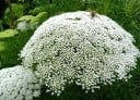 Semínka moráče Ammi majus, 1200 ks, letnička s bílými okolíkovitými květy, výsadba pro zahrady a řezané kytice 2