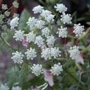 Semínka moráče Ammi majus, 1200 ks, letnička s bílými okolíkovitými květy, výsadba pro zahrady a řezané kytice 3