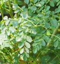 Semínka moringy Moringa concanensis 5 ks Exotický strom s jemně zpeřenými zelenými listy Pro pěstování ze semen ve skleníku i nádobě 3