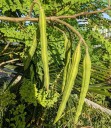 Semínka moringy olejodárné Moringa oleifera 5 ks Exotický strom s krémovými květy a jemně zpeřenými listy Pro skleník i nádobu 1