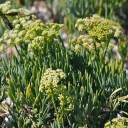 Semínka mořský fenykl Crithmum maritimum 20 ks slano-aromatická vytrvalá zelenina pro výsadbu v nádobách na terasu a balkon 3