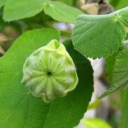 Semínka mračňáku indického Abutilon indicum, 50 ks, žluté květy a zelené srdčité listy, okrasná i tradiční rostlina pro zahradu a skleník 2