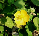Semínka mračňáku indického Abutilon indicum, 50 ks, žluté květy a zelené srdčité listy, okrasná i tradiční rostlina pro zahradu a skleník 3