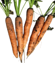 Semínka mrkev obecná setá Daucus carota sativus 100 ks oranžová karotka pro domácí pěstování v zahradě a balkonových nádobách 1