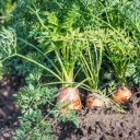 Semínka mrkev obecná setá Daucus carota sativus 100 ks oranžová karotka pro domácí pěstování v zahradě a balkonových nádobách 2