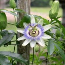 Semínka mučenky modré Passiflora caerulea 5 ks Popínavá liána s modrými květy a oranžovými jedlými plody Do skleníku i na opěru 1