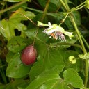 Semínka mučenky Passiflora adenopoda 10 ks Popínavá liána se zelenobílými květy a fialovou korunou Do skleníku i zimní zahrady 2