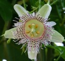 Semínka mučenky Passiflora adenopoda 10 ks Popínavá liána se zelenobílými květy a fialovou korunou Do skleníku i zimní zahrady 3