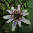 Semínka mučenky Passiflora alnifolia 5 ks Popínavá liána s bílými květy a žlutou korunou Do skleníku i zimní zahrady i květináče 2