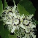 Semínka mučenky Passiflora auriculata 5 ks Popínavá liána s tmavě fialovými plody a širokými listy Do skleníku i zimní zahrady 1