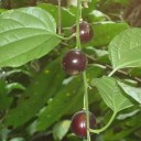 Semínka mučenky Passiflora auriculata 5 ks Popínavá liána s tmavě fialovými plody a širokými listy Do skleníku i zimní zahrady 2