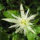 Semínka mučenky Passiflora capsularis 5 ks Popínavá liána s krémově bílými hvězdicovitými květy Do skleníku i zimní zahrady i na opěru 1
