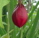 Semínka mučenky Passiflora capsularis 5 ks Popínavá liána s krémově bílými hvězdicovitými květy Do skleníku i zimní zahrady i na opěru 2