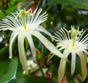 Semínka mučenky Passiflora capsularis 5 ks Popínavá liána s krémově bílými hvězdicovitými květy Do skleníku i zimní zahrady i na opěru 3