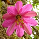 Semínka mučenky Passiflora coactilis 5 ks Vzácná andská popínavka tauso s růžovými květy Do skleníku i zimní zahrady i na opěru 1