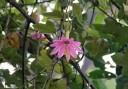 Semínka mučenky Passiflora coactilis 5 ks Vzácná andská popínavka tauso s růžovými květy Do skleníku i zimní zahrady i na opěru 2