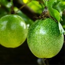 Semínka mučenky Passiflora edulis Tango 5 ks Popínavá liána s růžovofialovými květy a jedlými plody Do skleníku i na opěru 2