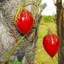 Semínka mučenky Passiflora foetida 5 ks Popínavá liána s červenými plody v krajkovitých listenech Do skleníku i na opěru v pokoji 1