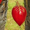 Semínka mučenky Passiflora foetida 5 ks Popínavá liána s červenými plody v krajkovitých listenech Do skleníku i na opěru v pokoji 2