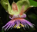 Semínka mučenky Passiflora maliformis 50 ks Popínavá liána s jedlými kulatými plody a pestrými květy Do skleníku i na opěru 2