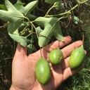 Semínka mučenky Passiflora manicata 5 ks Popínavá liána se sytě červenými květy a modrým středem Do skleníku i na opěru v pokoji 2